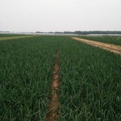 山东省聊城东昌府沙镇大吕6月红皮洋葱大蒜