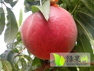 湖北宜城美脆、美佳桃成熟上市中，欢迎咨询