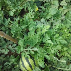 辽宁锦州凌海西瓜代收西瓜代办