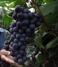 夏黑葡萄