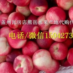 2016盖州油桃俏销大江南北