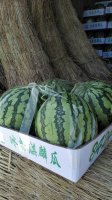 江苏东台地区麒麟8424西瓜大量上市