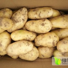 2016通许土豆值得出手