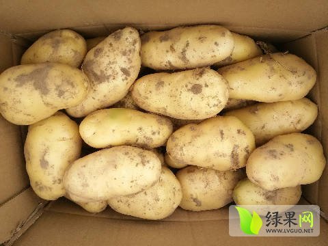 2016年河南通许荷兰十五价格