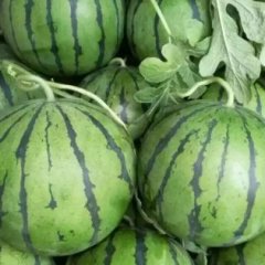 河北清苑本地区的大棚西瓜已经成熟