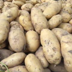 河南通许荷兰十五土豆逐渐升温