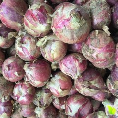 2016通许洋葱抓住商机无限