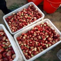 山东省青州市郑母镇吉林村油桃9602（香山红）