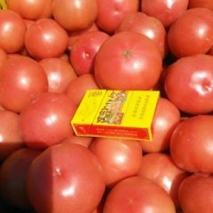 泾阳云阳赵剑5月硬粉西红柿