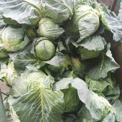 山东平度牛心甘蓝著名品牌