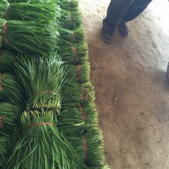 藁城平韭六号韭菜大量上市