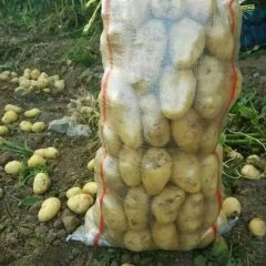 通许土豆质量上乘,孙营刘伟东诚信合作