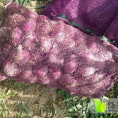 河南通许红皮洋葱上货量大