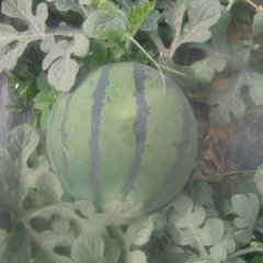 河北清苑京欣西瓜火爆上市中