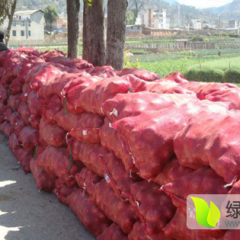 滑县大寨常广振5月紫皮洋葱