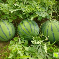 清苑蒋庄韩美丽5月京欣西瓜