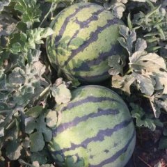 2016河北廊坊大城县京欣西瓜大量成熟