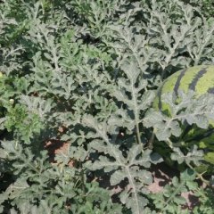 石家庄市正定县有大批量的西瓜正在上市