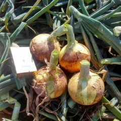 2017寿县洋葱大面积上市