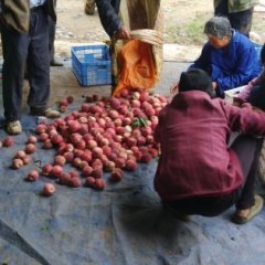 湖北宜城张鹏5月曙光油桃