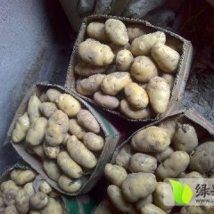 夏邑河南孟勋5月荷兰十五土豆