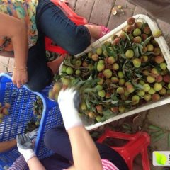 2016阳西荔枝现在订货有惊喜