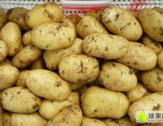 山东肥城产区土豆品种为荷兰十五