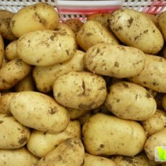 山东肥城产区土豆品种为荷兰十五