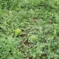 开封县西姜崔龙飞6月京欣西瓜