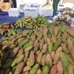 华坪芒果口感爽口,石龙杨正武诚信合作