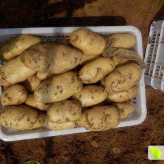 2016禹城土豆收购工作全面开展