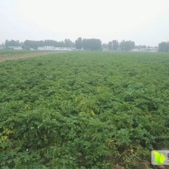 10亩地的荷兰十五土豆到了收获的季节