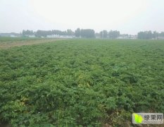 10亩地的荷兰十五土豆到了收获的季节