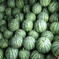 新沂高流鲍小威5月8424西瓜