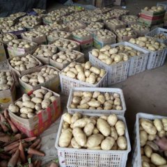 东昌府山东刘敬5月荷兰十五土豆