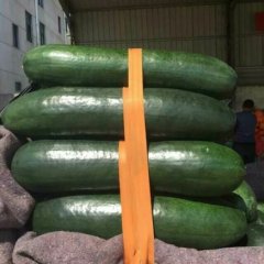 2018山东省苍山县 黑皮冬瓜