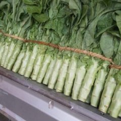 山东省 苍山县 青皮圆尖叶莴苣0.8元