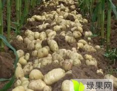 饶阳老刘老刘5月荷兰十五土豆