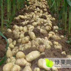 饶阳老刘老刘5月荷兰十五土豆