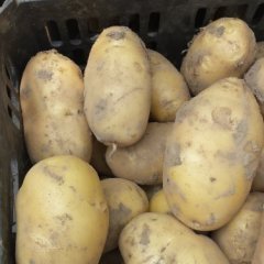 粱园荷兰十五，露天种植，重量三两以上