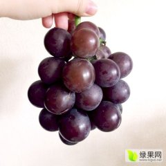 批发大量乒乓球葡萄