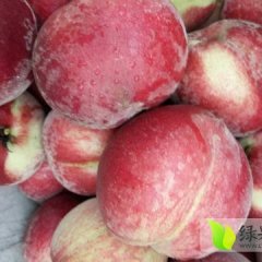 湖北毛桃油桃价格行情平稳