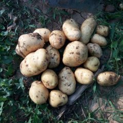 嘉祥土豆名扬天下,孟姑申花诚信合作