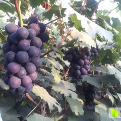 长期代购代销优质温室大棚巨峰葡萄