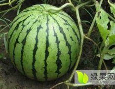 潍坊西瓜大量上市，主要以京欣系列为主