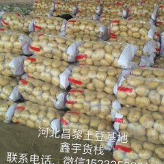 2016昌黎土豆今年价格有看点
