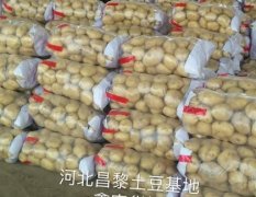 2016昌黎土豆今年价格有看点
