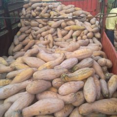 嘉鱼潘家湾罗成6月密本南瓜