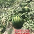 辽宁凌海京欣西瓜863，008，奥87西瓜热销