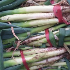 2016安丘年前种植的铁杆大葱大量上市